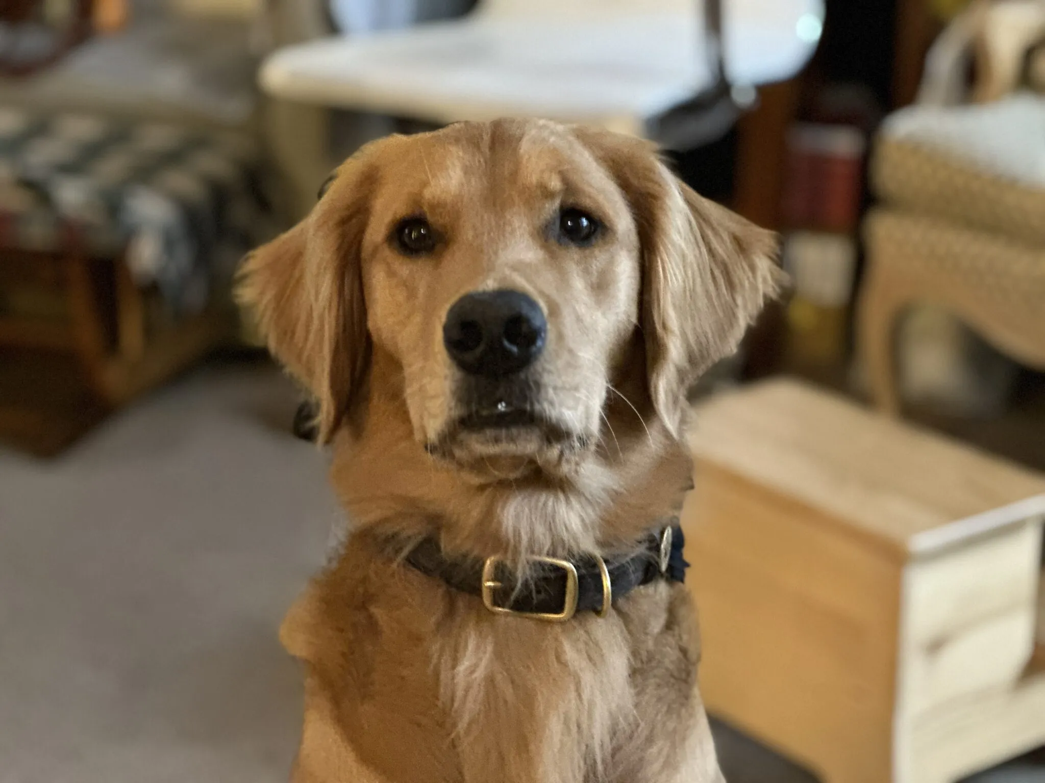 A golden retriever named Roman calmly sitting next to its owner indoors, looking attentive