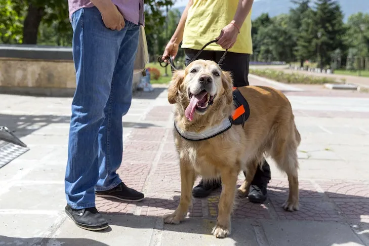 A Golden Retriever service dog patiently waiting beside its handler in an outdoor setting