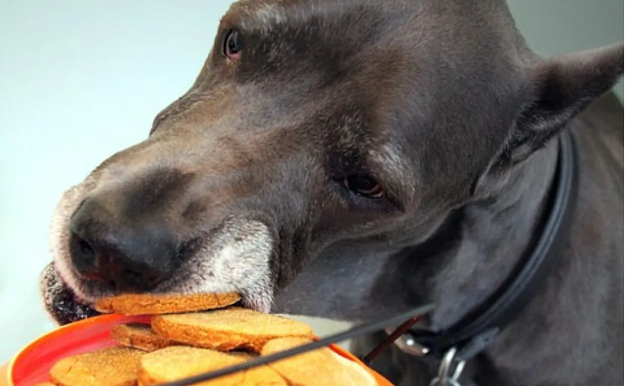 A Great Dane enjoying a pumpkin treat