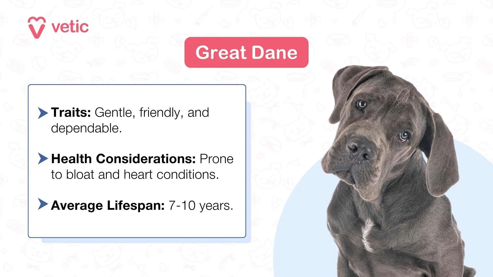 A Great Dane lying down with its head obscured by a gray square.