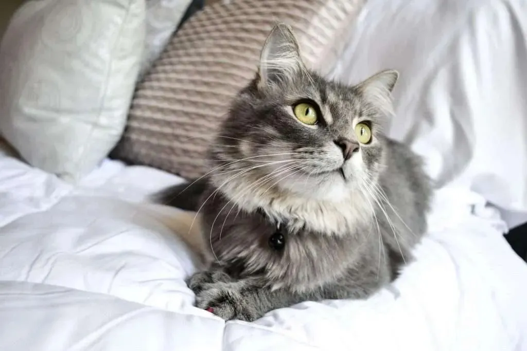 A grey cat with green eyes on a white cover, representing the comfort and care pets receive