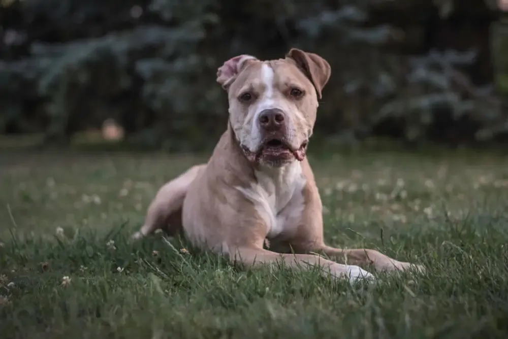 A happy American Pit Bull Terrier puppy playing outdoors, emphasizing healthy growth.