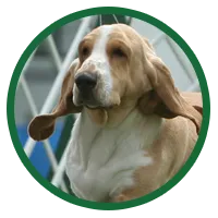 A happy Basset Hound with its ears flopping, enjoying a gentle walk