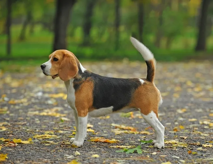 A happy Beagle resting after playtime