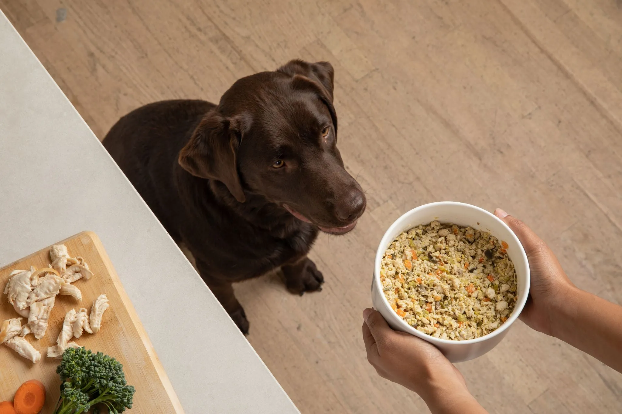 A happy dog eating food from a bowl, illustrating the positive impact of a good diet.