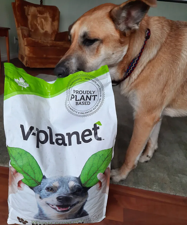 A happy dog enjoying a bowl of homemade vegan food mixed with kibble, demonstrating healthy eating habits.