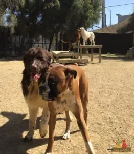 A happy dog enjoying the spacious, natural-like environment of an outdoor play area