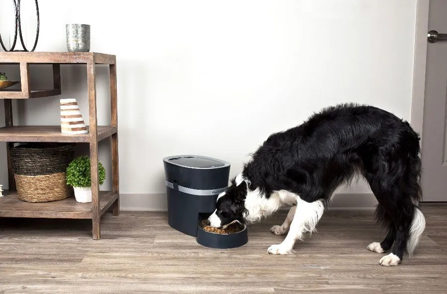 A happy dog enthusiastically eating kibble from a bowl in a home setting