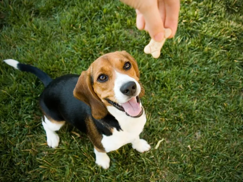 A happy dog performing a trick, being rewarded with a low-fat treat.