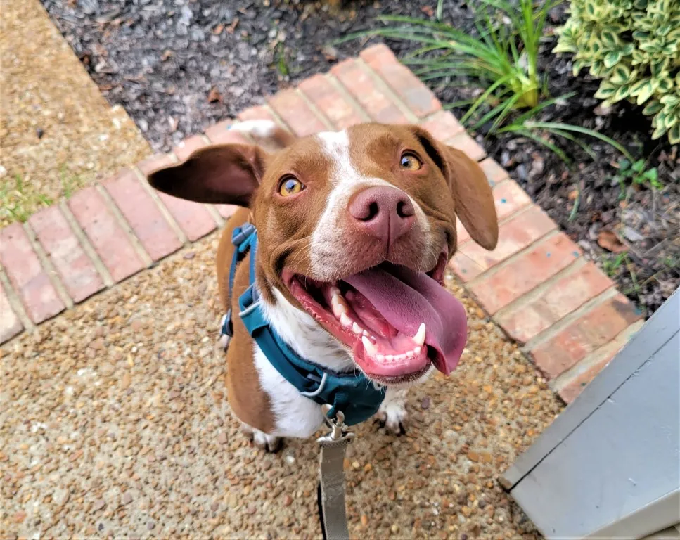 A happy dog smiling while on a walk, representing the joy of Rover dog walking