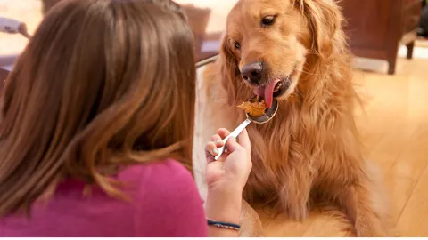 A happy Golden Retriever enjoying peanut butter from a hand, illustrating a high-calorie treat for weight gain
