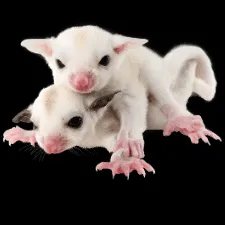 A happy pet owner interacting with a Sugar Glider in a safe, comfortable environment.