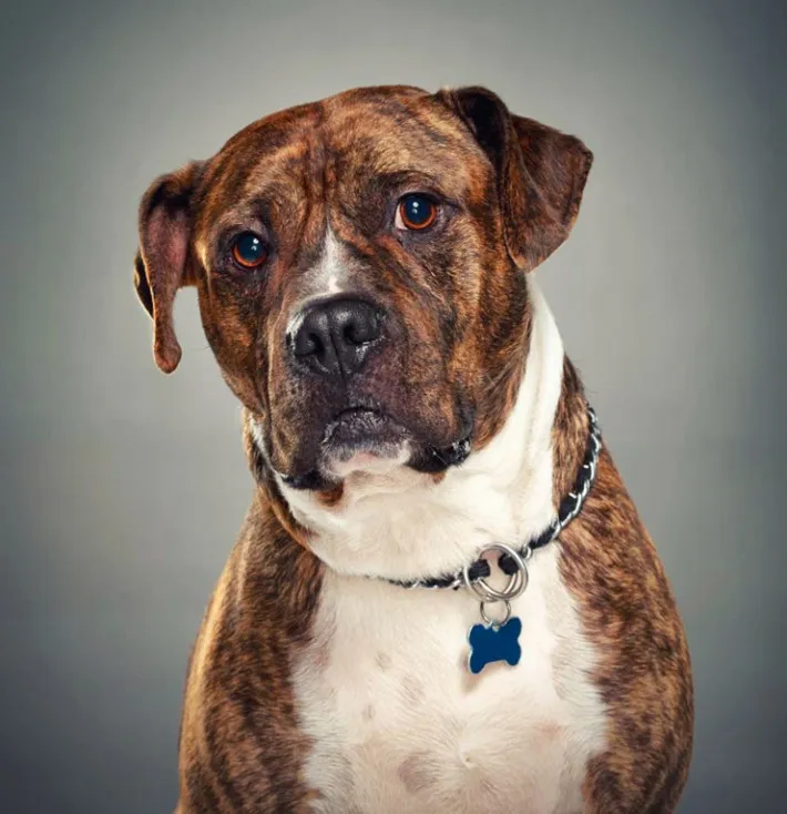 A happy Pit Bull with a wide smile