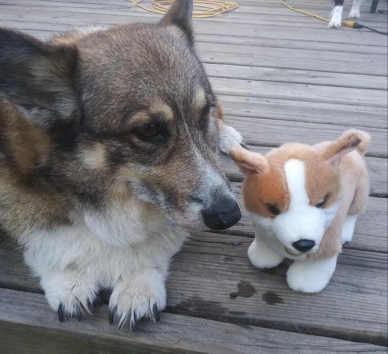 A happy senior dog who has experienced positive changes in weight and energy.