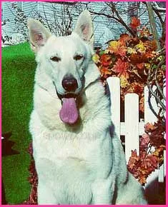 A happy White German Shepherd puppy gazing up
