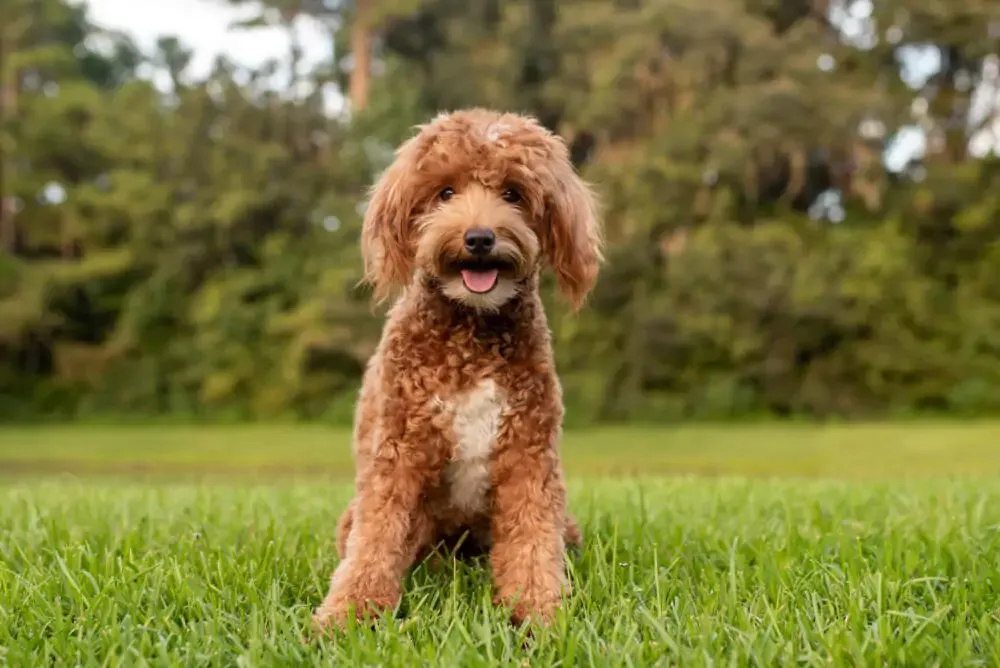 A healthy and happy Goldendoodle sitting outdoors, looking attentively.