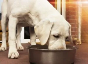 A labrador puppy enjoying a bone with meat from a bowl