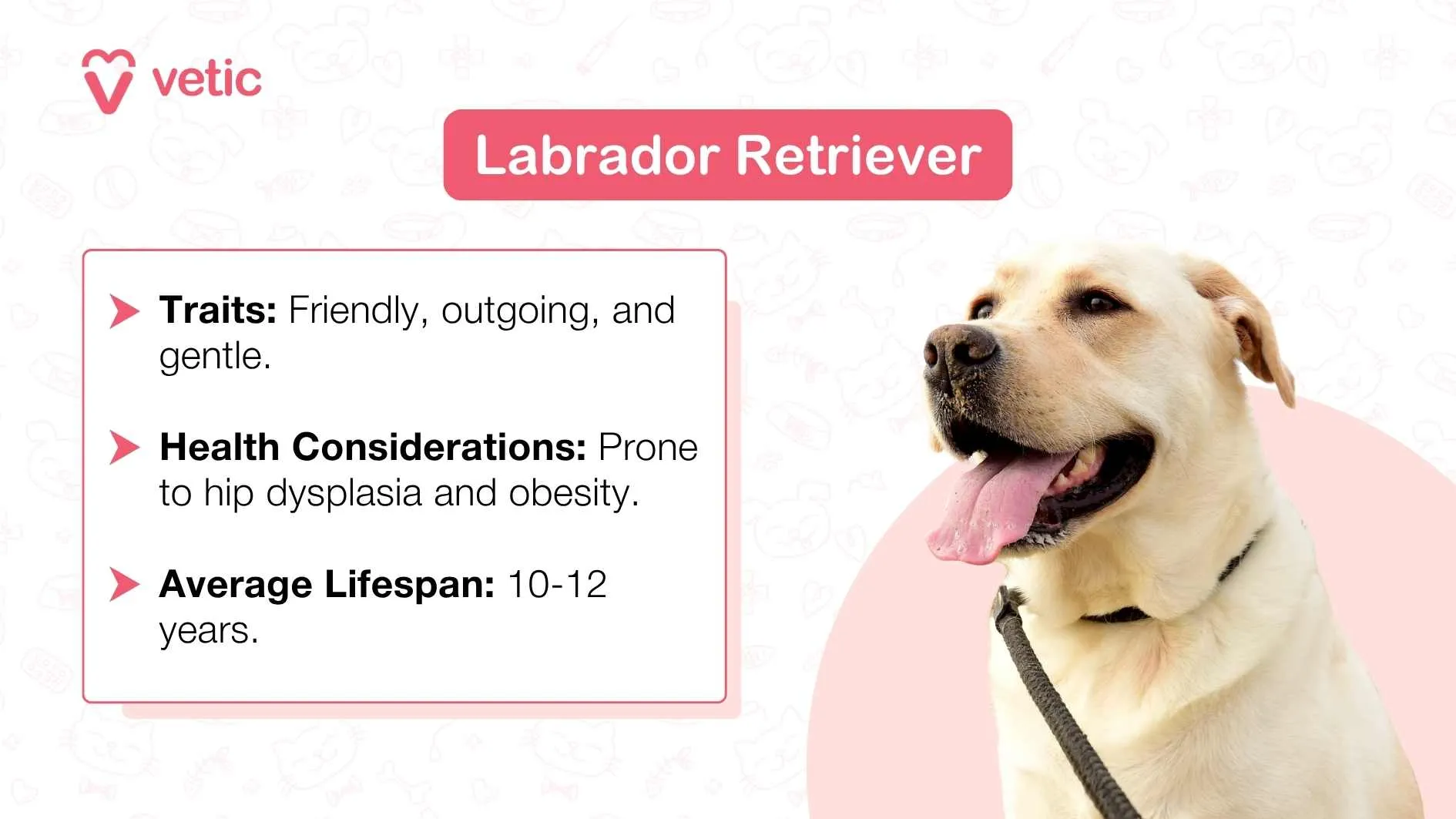 A Labrador Retriever dog sitting against a light pink background, with food bowls.