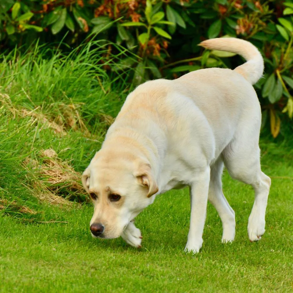 A labrador retriever dog standing