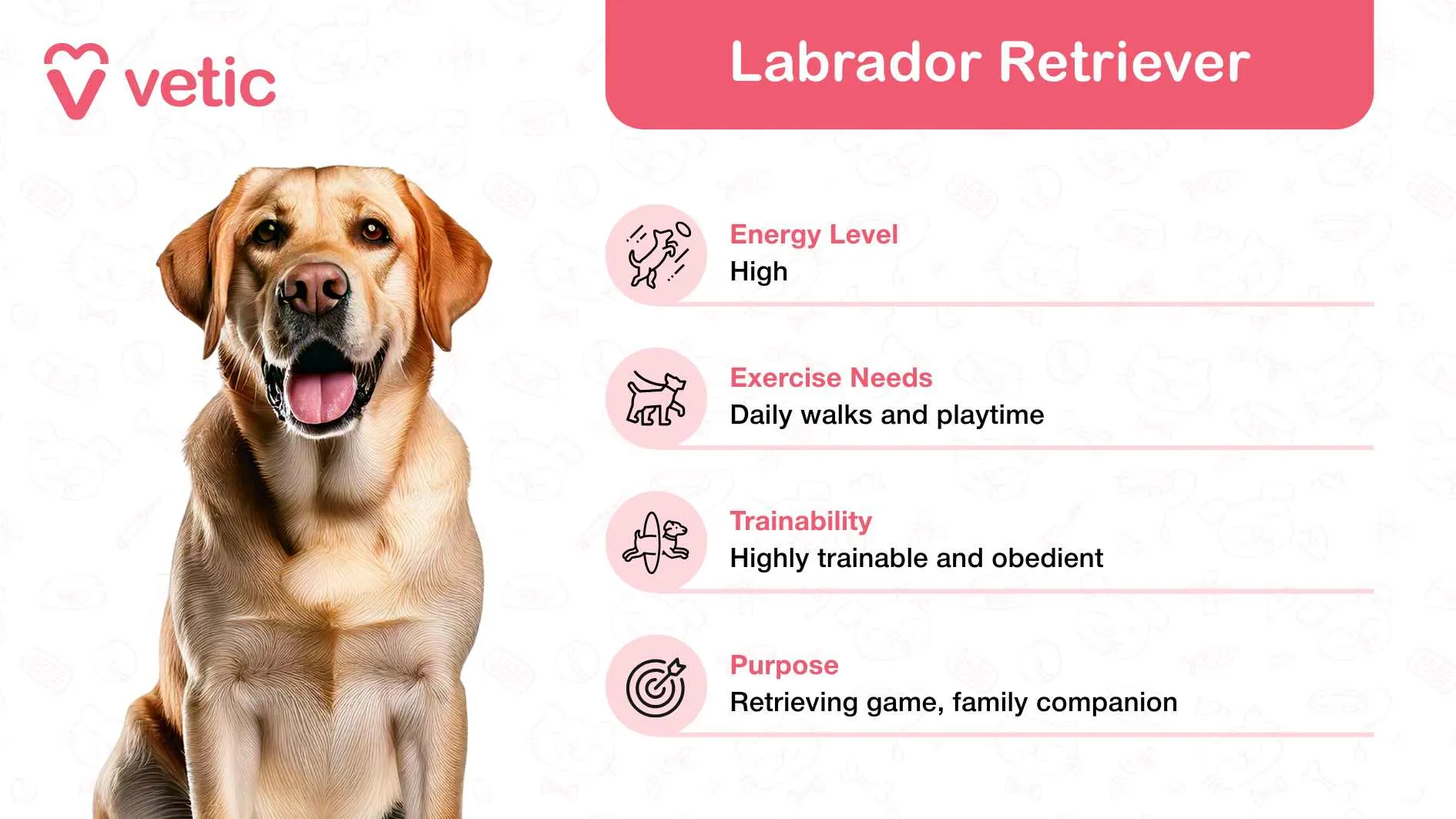 A Labrador Retriever, known for its gentle and sociable personality, making it a great family dog in India