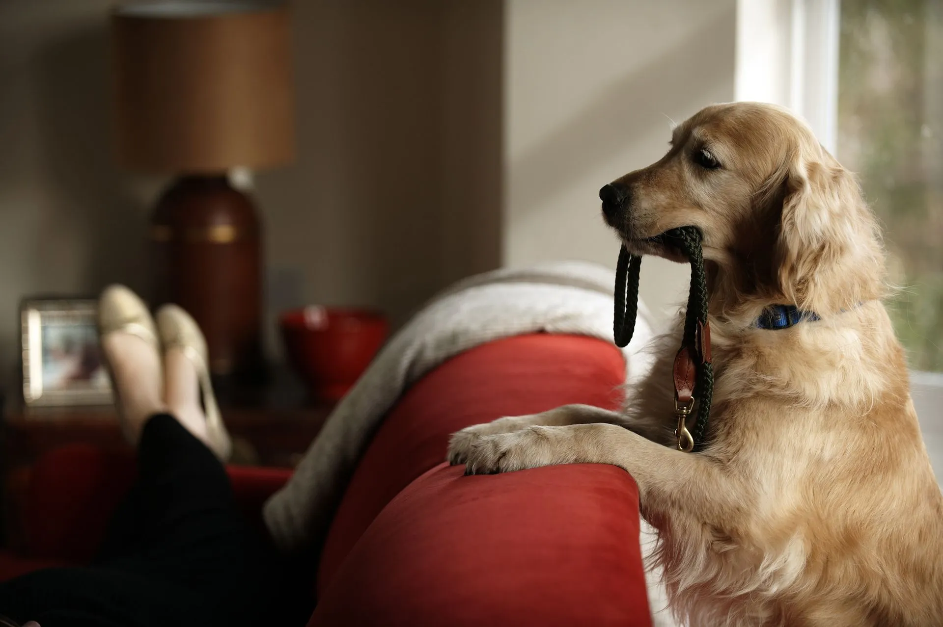 A large dog pulling strenuously against a harness, with its hind legs driving forward.