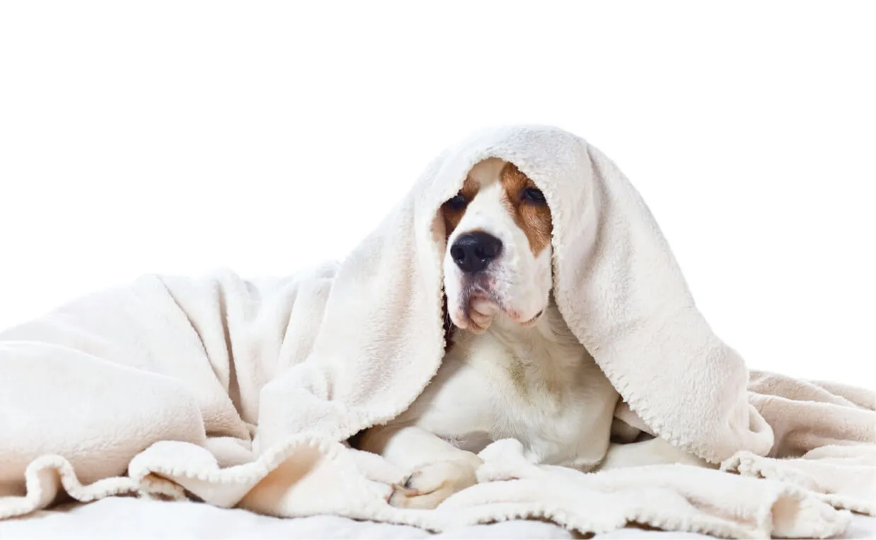 A large, furry dog, possibly a Golden Retriever or Labrador, sitting patiently next to a bowl of food, looking unwell.