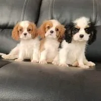 A litter of adorable Cavalier King Charles Spaniel puppies, playing together.