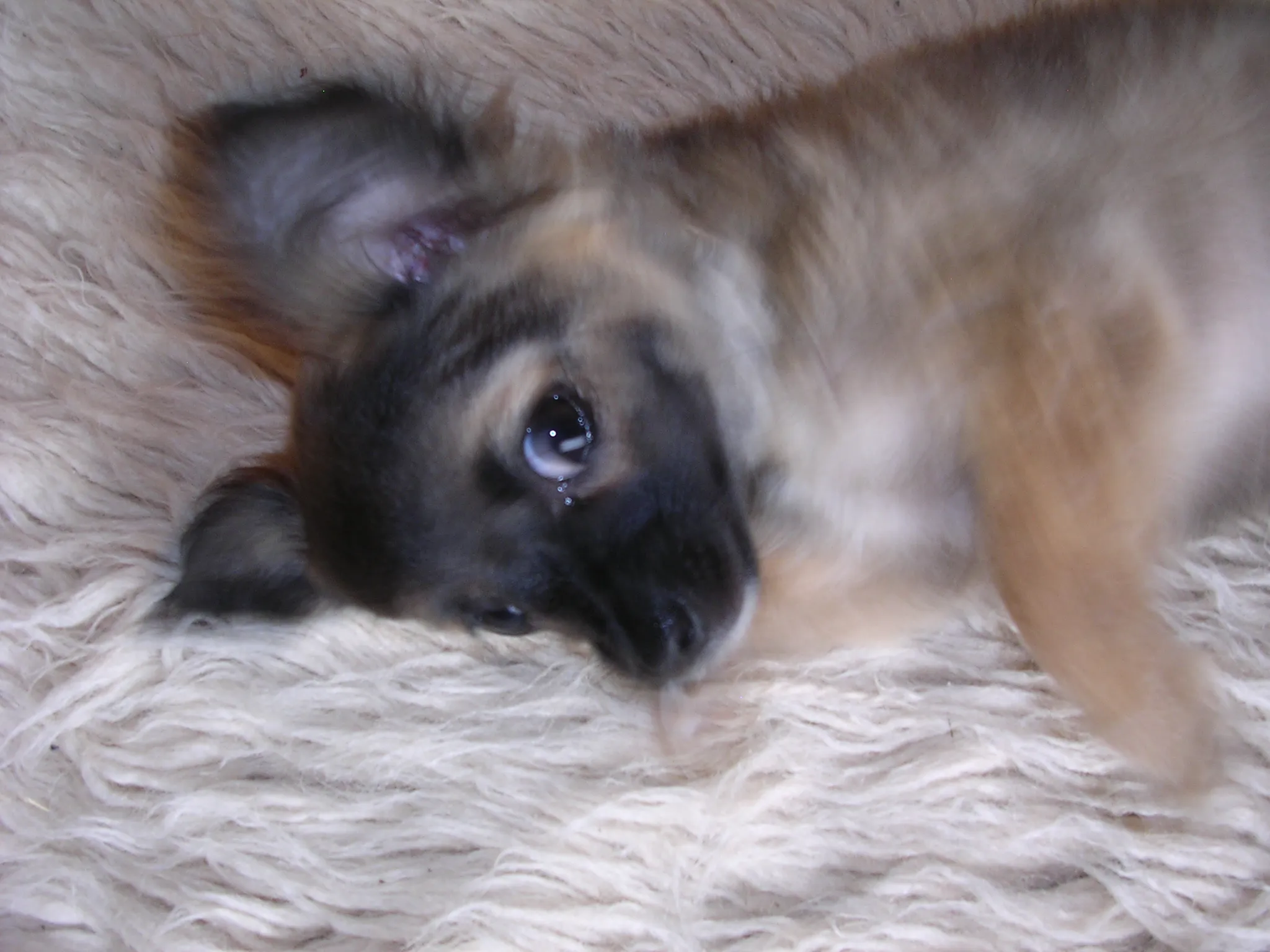 A long-haired Chihuahua needing no words