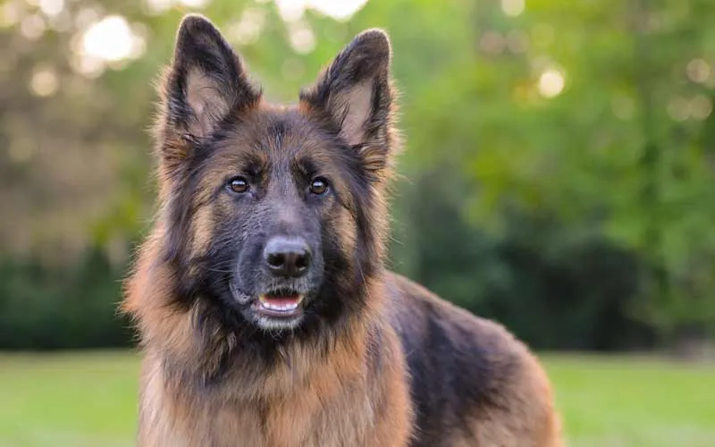 A majestic adult long-haired German Shepherd standing proudly