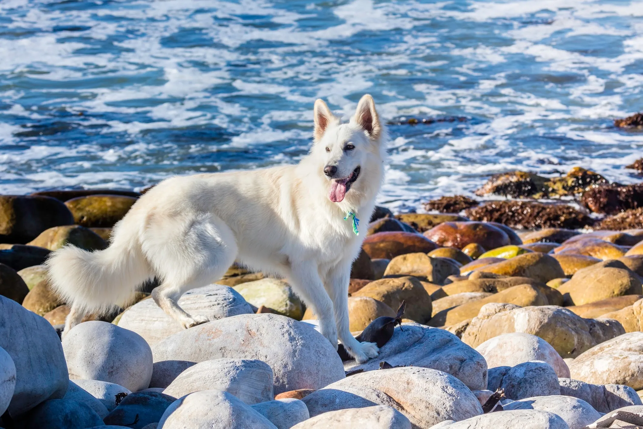 A majestic White German Shepherd walking gracefully across a rocky beach with the ocean in the background.
