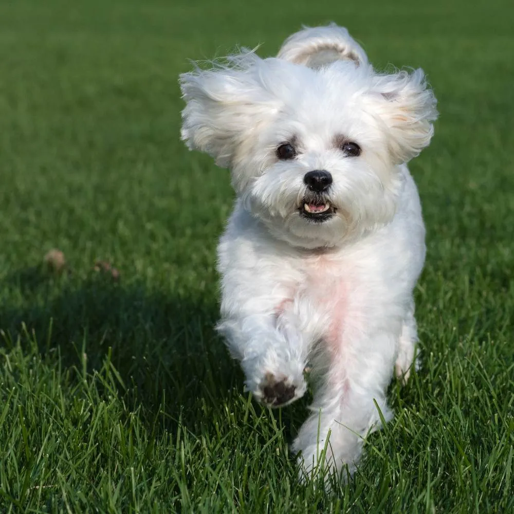 A maltese dog running