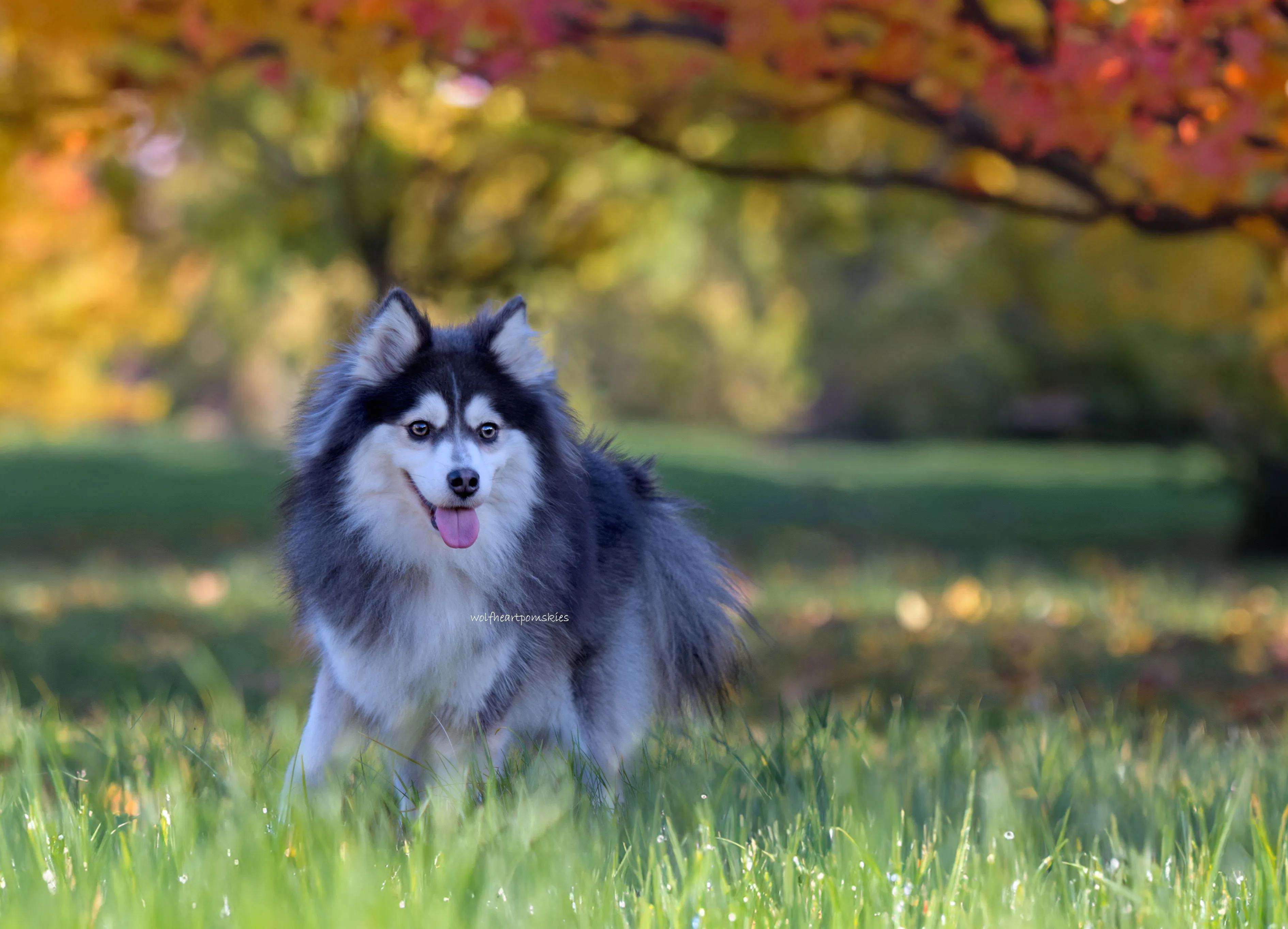 A medium-sized dog
