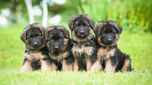 A Miniature German Shepherd puppy with a thick, fluffy coat
