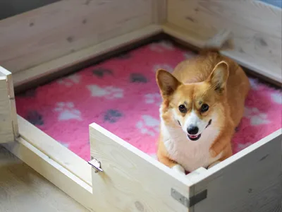 A mother Corgi comfortably resting in a spacious whelping box with her newborn puppies
