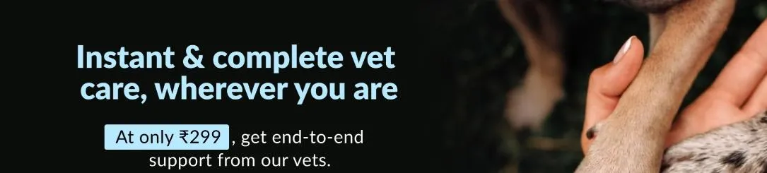 A person consulting a veterinarian remotely on a laptop, emphasizing accessible pet care.