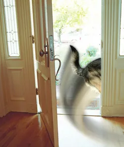A person gently holding a dog's leash, preventing it from running out an open door.