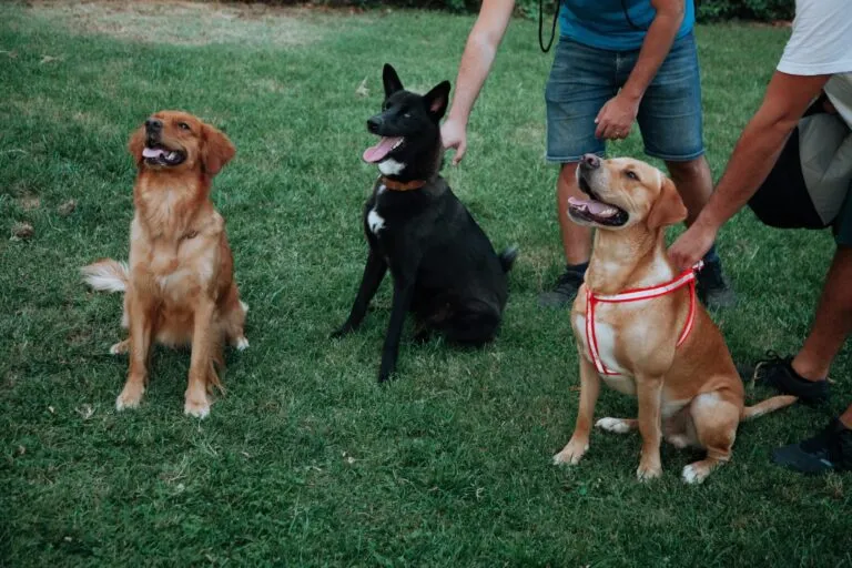 A person sits in the grass, surrounded by three well-behaved dogs, enjoying a calm outdoor moment.