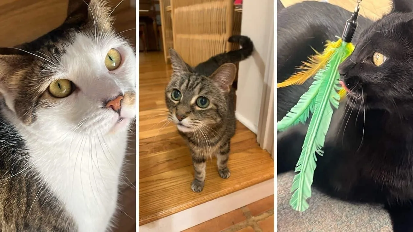 A pet sitter petting a cat and a dog during an evening visit