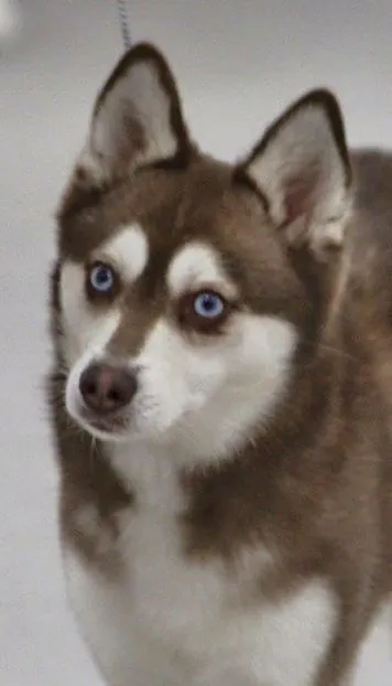 A playful Alaskan Klee Kai running through a grassy field, showcasing its agility