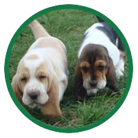 A playful Basset Hound puppy with long ears and a sweet expression