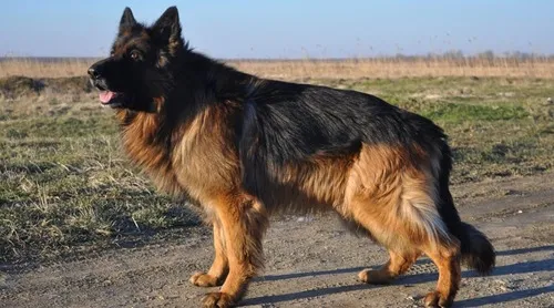 A playful Black German Shepherd puppy