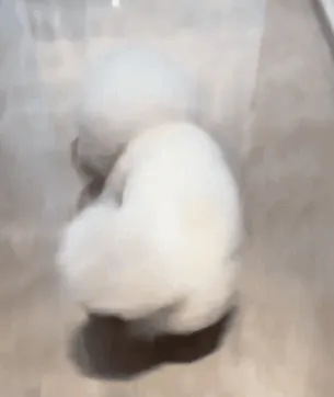 A playful dog chasing an active rolling ball in a living room