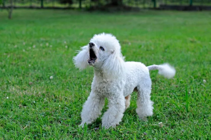 A Poodle barking in the grass, demonstrating vocal communication in dogs.