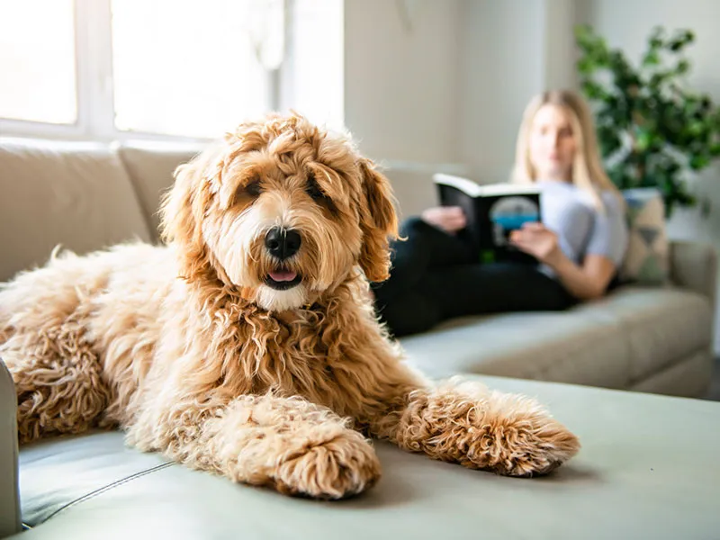 A professional pet sitter providing in-home care to a dog in a cozy living room