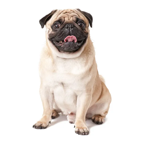 A Pug sitting and looking at the camera