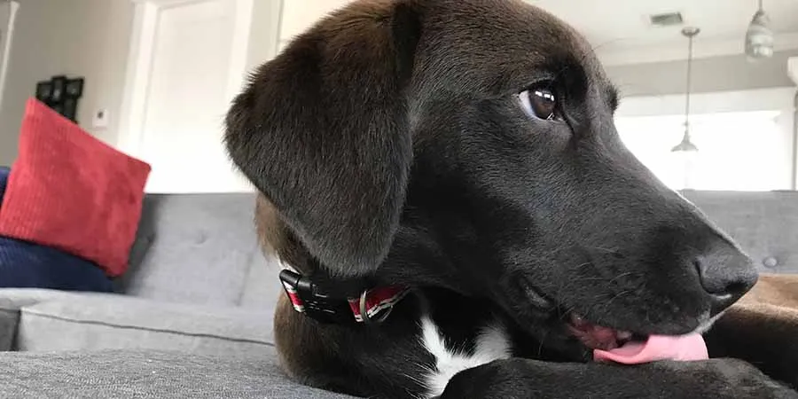 A puppy intensely licking its paws due to irritation