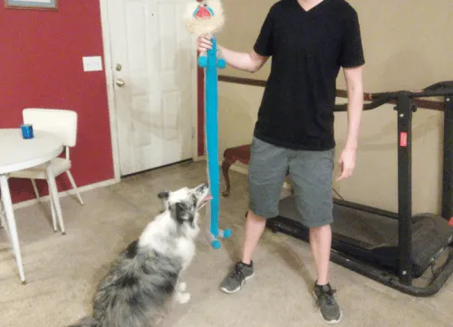 A puppy playing tug of war with a rope toy in a living room setting