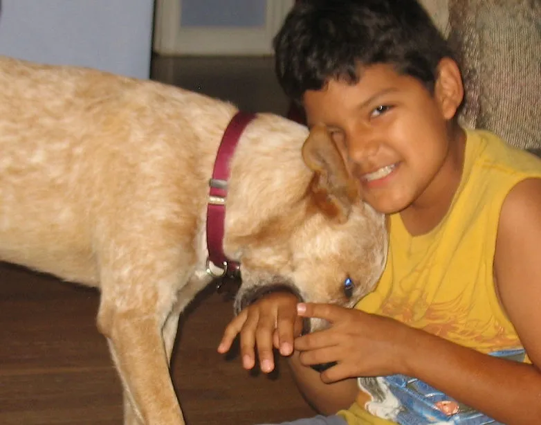 A puppy, possibly an Australian Cattle Dog, playfully nipping at a person's hand with its mouth open, in a close-up shot.