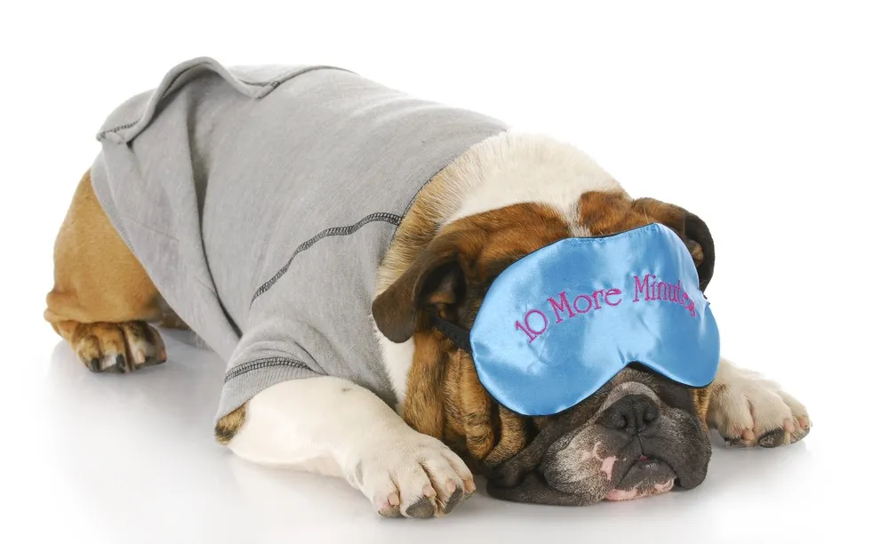 A puppy sleeping peacefully in a comfortable crate, illustrating a conditioned space for relaxation