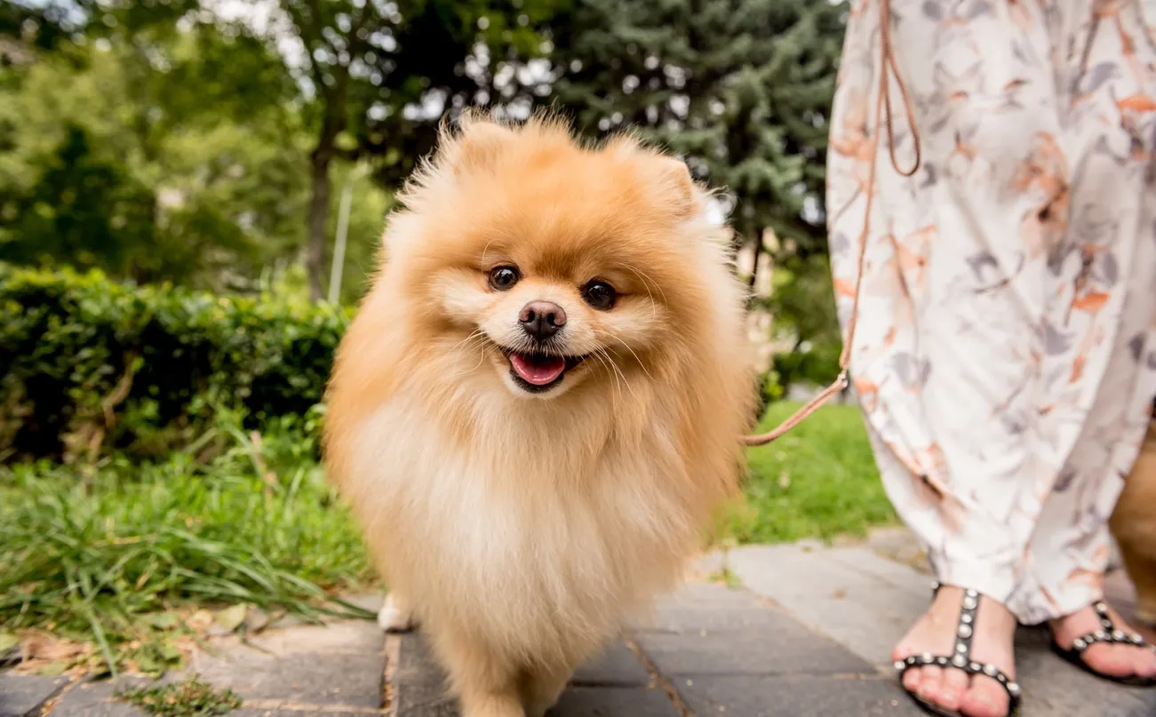 A red Pomeranian dog on a leash, smiling and looking at the camera.